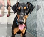 Small Photo #2 Doberman Pinscher-Unknown Mix Puppy For Sale in Lake Forest, CA, USA