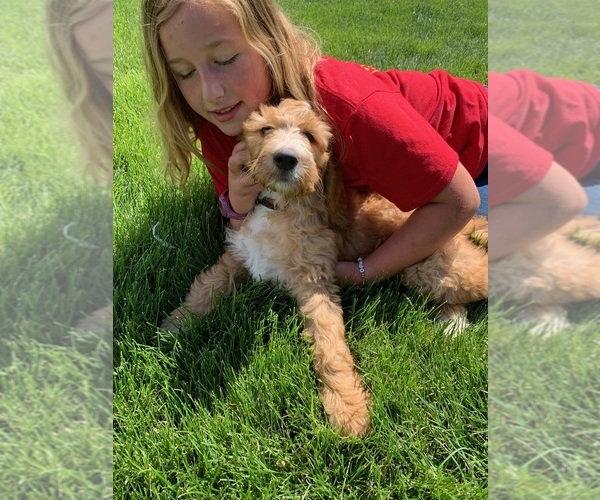 Medium Photo #4 Pyredoodle Puppy For Sale in PRESCOTT, WA, USA