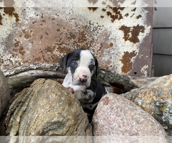 Medium Photo #1 Catahoula Leopard Dog Puppy For Sale in CRAIGVILLE, IN, USA