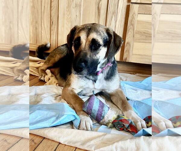 Medium Photo #6 Shepradors Puppy For Sale in Princeton, MN, USA