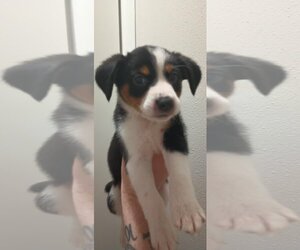 Border Collie-Unknown Mix Dogs for adoption in San Antonio, TX, USA