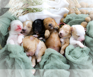 Poodle (Miniature)-Sheepadoodle Mix Puppy for sale in FAYETTEVILLE, NC, USA