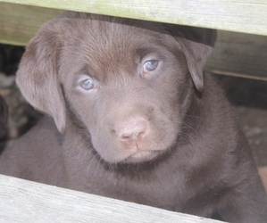 Medium Labrador Retriever