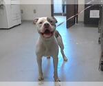 Small American Pit Bull Terrier