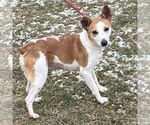 Small #1 Jack Russell Terrier-Red Heeler Mix