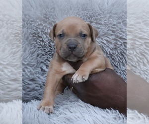 American Bully Puppy for sale in CHAMPAIGN, IL, USA