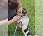 Small #9 Dachshund-Jack Russell Terrier Mix