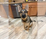 Small #2 German Shepherd Dog