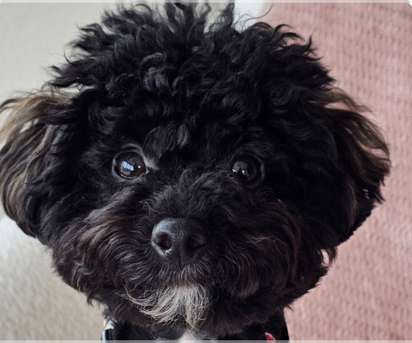 Medium Photo #1 Poodle (Miniature) Puppy For Sale in San Ramon, CA, USA