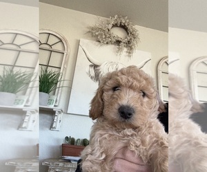 Mother of the English Cream Golden Retriever-Unknown Mix puppies born on 03/29/2025