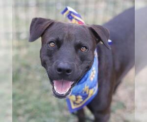 American Staffordshire Terrier-Unknown Mix Dogs for adoption in San Antonio, TX, USA