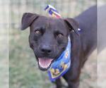 Small American Staffordshire Terrier Mix