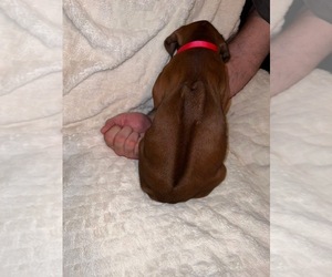 Rhodesian Ridgeback Puppy for sale in MURFREESBORO, TN, USA