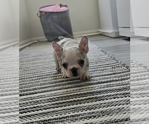 French Bulldog Puppy for sale in ROSAMOND, CA, USA