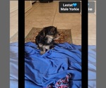Small #1 Yorkshire Terrier