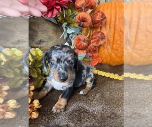 Dachshund Puppy for Sale in VALLIANT, Oklahoma USA