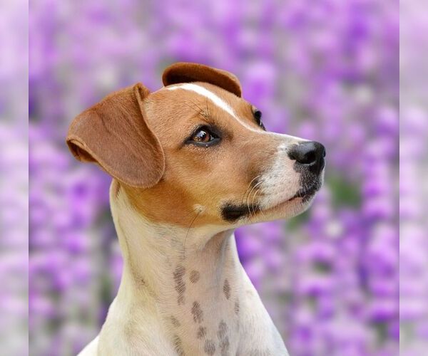 Medium Photo #3 Jack Russell Terrier-Whippet Mix Puppy For Sale in Arlington, WA, USA