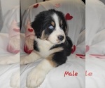 Small #9 Australian Shepherd