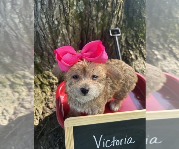 Medium Photo #4 Yo-Chon Puppy For Sale in WEST UNION, OH, USA