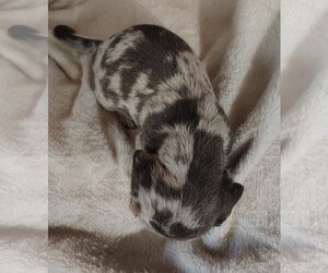 Dachshund Puppy for sale in LEBANON, MO, USA