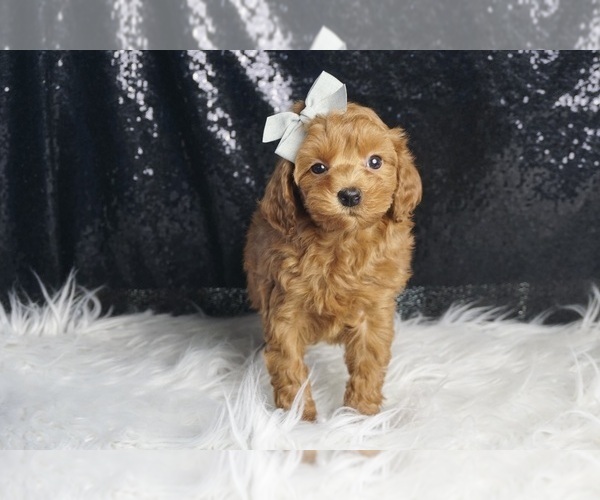 Medium Photo #2 Maltipoo (Miniature) Puppy For Sale in WARSAW, IN, USA