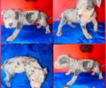 Puppy Puppy 1 American Bully