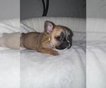 Puppy Puppy 6 French Bulldog