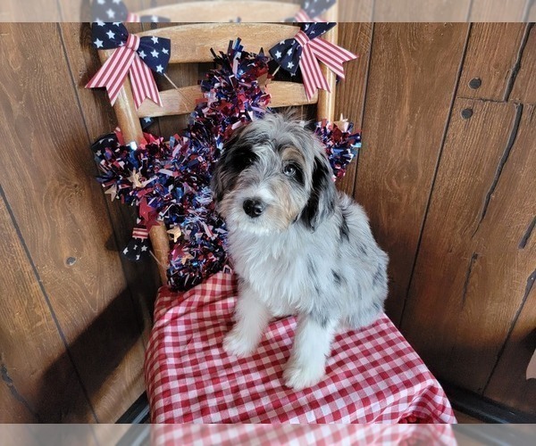 Medium Photo #5 Bernedoodle (Miniature) Puppy For Sale in BLACK FOREST, CO, USA