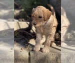 Small #17 Goldendoodle