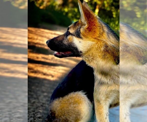 Medium Photo #2 German Shepherd Dog Puppy For Sale in SCOTTSBURG, IN, USA