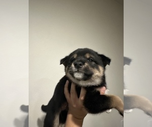 Shiba Inu Puppy for Sale in CHINO, California USA