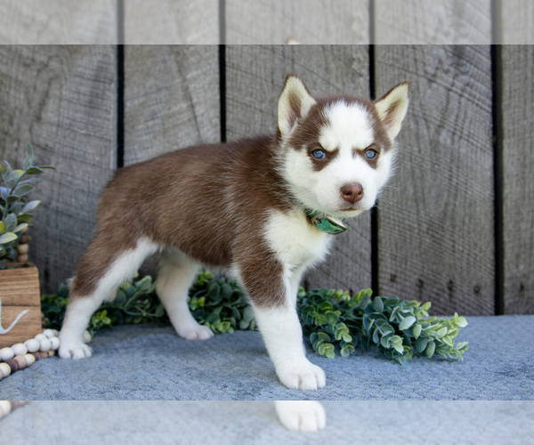 Medium Photo #15 Siberian Husky Puppy For Sale in SHREVE, OH, USA