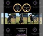 Puppy Bugatti AKC Doberman Pinscher