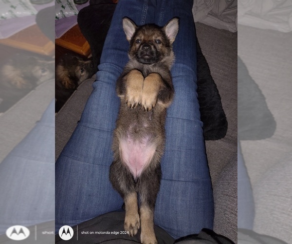 Medium Photo #5 German Shepherd Dog Puppy For Sale in WARRENTON, NC, USA