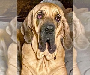 Brazilian Mastiff Dogs for adoption in Jasper, AL, USA