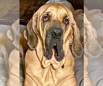 Taarna - Female Brazilian Mastiff Dog for Adoption - Small photo
