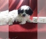 Puppy 5 Poo-Ton