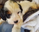 Small #23 Bernedoodle (Miniature)