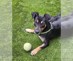 Chihuahua-Unknown Mix Dogs for adoption in San Diego, CA, USA