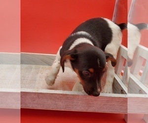 Jack-Rat Terrier Puppy for sale in GOSHEN, IN, USA