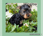 Small #4 Yorkshire Terrier