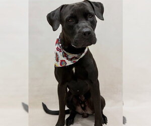 Labrador Retriever-Unknown Mix Dogs for adoption in Sanford, FL, USA