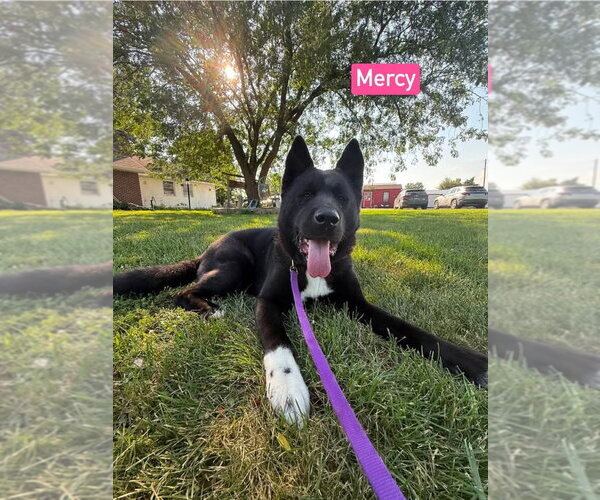 Medium Photo #3 Akita Puppy For Sale in Foristell, MO, USA