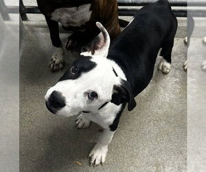 Labrador Retriever-Unknown Mix Dogs for adoption in Sterling, MA, USA