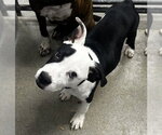 Rooster 3mo (AVA 10/21) - Male Labrador Retriever-Unknown Mix Dog for Adoption - Small photo