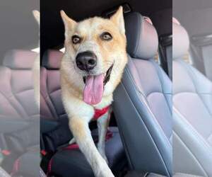 Stella - Female Mutt Dog for Adoption - Photo #3