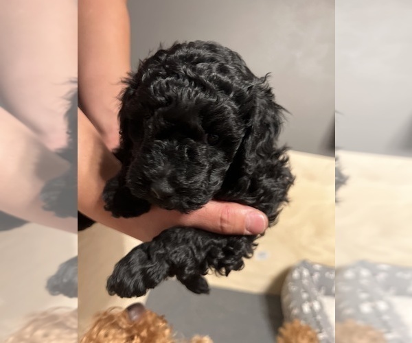Medium Photo #4 Poodle (Miniature) Puppy For Sale in LITTLETON, CO, USA