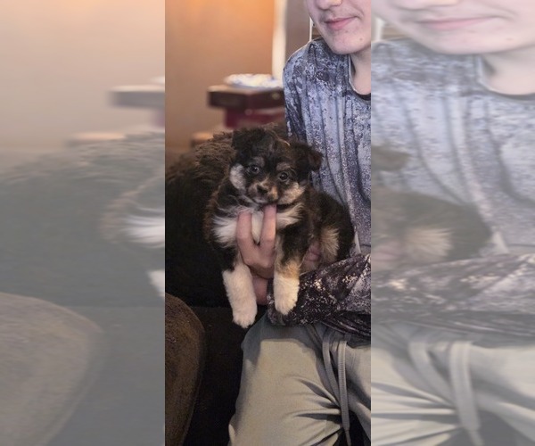 Medium Photo #4 Miniature Australian Shepherd Puppy For Sale in SHALLOWATER, TX, USA