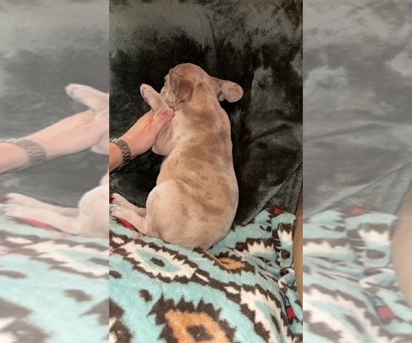 Medium Photo #3 French Bulldog Puppy For Sale in RICHARDS, TX, USA