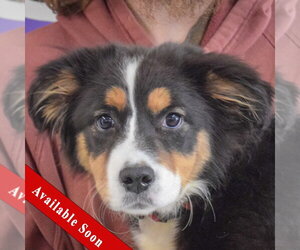 Australian Terrier-Collie Mix Dogs for adoption in Huntley, IL, USA